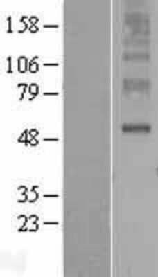 Western Blot: ORAI3 Overexpression Lysate [NBP2-04426]