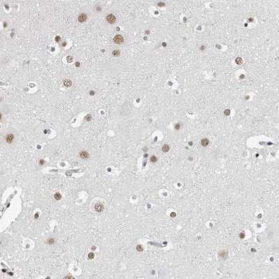 Immunohistochemistry-Paraffin: ORC1 Antibody [NBP1-83184]