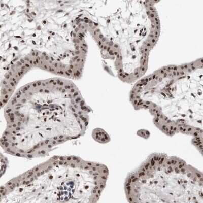 Immunohistochemistry-Paraffin: ORC1 Antibody [NBP1-83184]