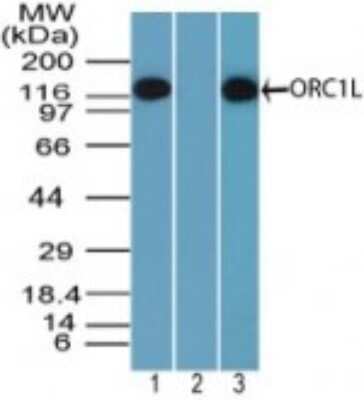 Western Blot: ORC1 Antibody [NBP2-24600]