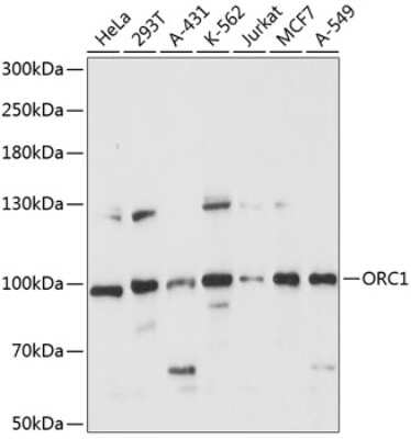 Western Blot: ORC1 AntibodyAzide and BSA Free [NBP2-93793]