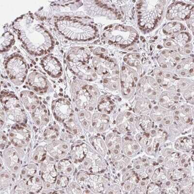 Immunohistochemistry: ORC3L Antibody [NBP2-49097]