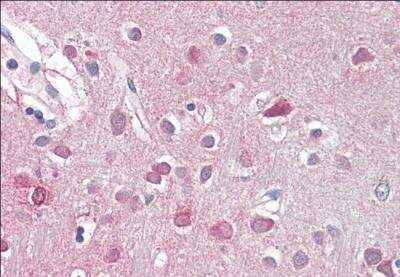 Immunohistochemistry-Paraffin: ORC3L Antibody [NB100-796]