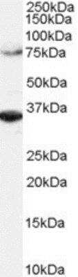 Western Blot: ORC3L Antibody [NB100-796]