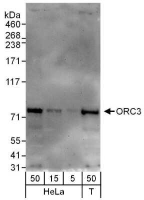 Western Blot: ORC3L Antibody [NBP1-46177]