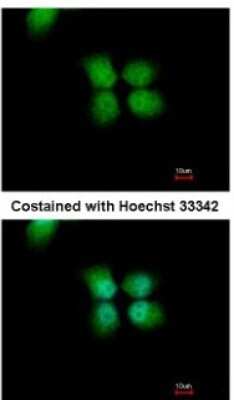 Immunocytochemistry/ Immunofluorescence: ORC4L Antibody [NBP1-31132]