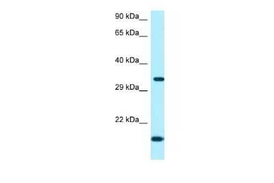 Western Blot: ORC5L Antibody [NBP2-83049]