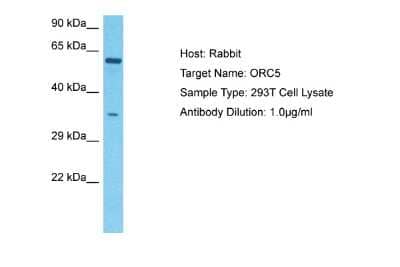 Western Blot: ORC5L Antibody [NBP2-83346]