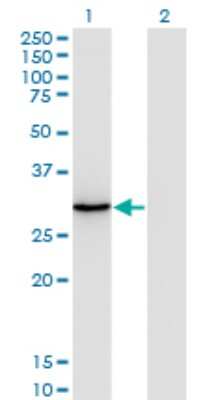 Western Blot: ORC6L Antibody (3C4) [H00023594-M04]