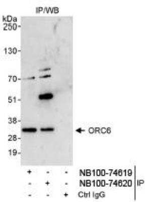 Immunoprecipitation: ORC6L Antibody [NB100-74619]