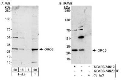 Western Blot: ORC6L Antibody [NB100-74620]