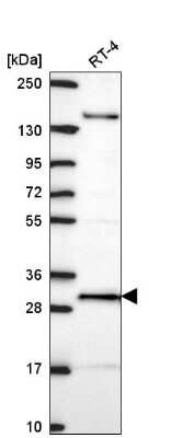 Western Blot: ORC6L Antibody [NBP2-57470]