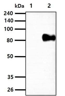 Western Blot: ORF73/HHV8 Antibody (4C11)BSA Free [NBP1-30176]