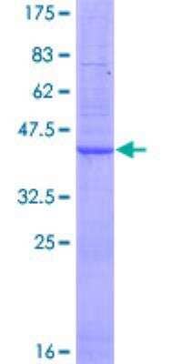 SDS-PAGE: Recombinant Human ORMDL3 GST (N-Term) Protein [H00094103-P01]