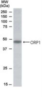 Western Blot: ORP1 Antibody [NB100-1331]