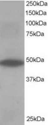 Western Blot: ORP1 Antibody [NB100-1331]