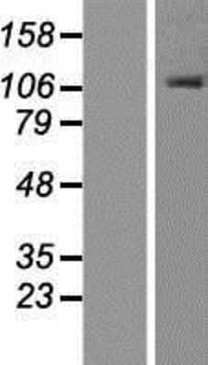 Western Blot: ORP1 Overexpression Lysate [NBP2-05778]