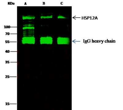 Immunoprecipitation: ORP150/HSP12A Antibody (201) [NBP2-89890]