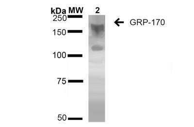 Western Blot: ORP150/HSP12A Antibody (6E3-2C3) [NBP2-59345]