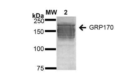 Western Blot: ORP150/HSP12A Antibody (6G7-2H5) [NBP2-59346]