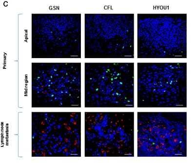 Immunohistochemistry-Paraffin: ORP150/HSP12A Antibody [NBP1-32140]
