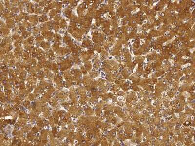 Immunohistochemistry-Paraffin: ORP150/HSP12A Antibody [NBP2-99781]