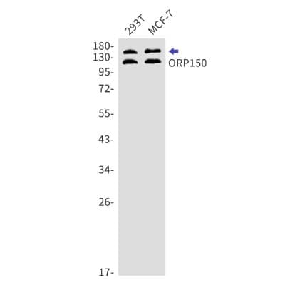 Western Blot: ORP150/HSP12A Antibody (S04-4K7) [NBP3-19728]