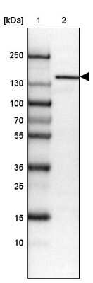 Western Blot: ORP150/HSP12A Antibody [NBP2-14113]