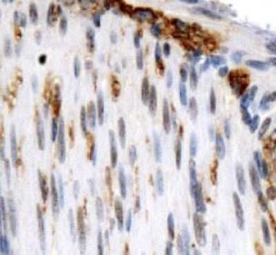 Immunohistochemistry: OS9 Antibody [NB100-519]