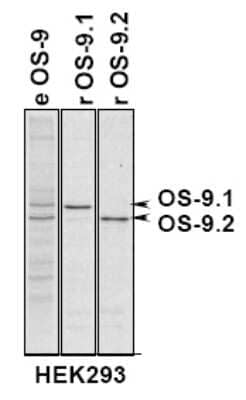 Immunoprecipitation: OS9 Antibody [NB100-519]
