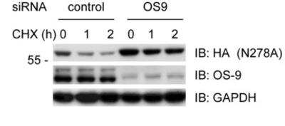 Knockdown Validated: OS9 Antibody [NB100-519]