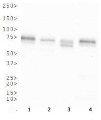 Western Blot: OS9 Antibody [BC100-520]