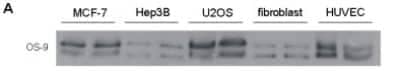 Western Blot: OS9 Antibody [BC100-520]