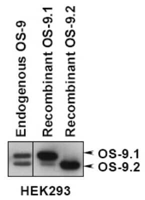 Western Blot: OS9 Antibody [NB100-519]