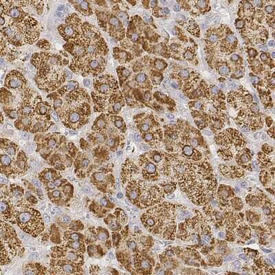 Immunohistochemistry-Paraffin: OSAP Antibody [NBP2-54955]