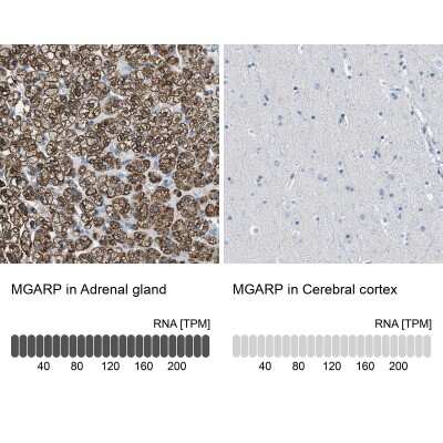 Immunohistochemistry-Paraffin: OSAP Antibody [NBP2-54955]