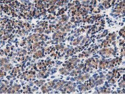 Immunohistochemistry-Paraffin: OSBP1 Antibody (OTI1F2) [NBP2-00935]