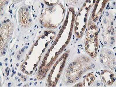 Immunohistochemistry-Paraffin: OSBP1 Antibody (OTI1F2) [NBP2-00935]