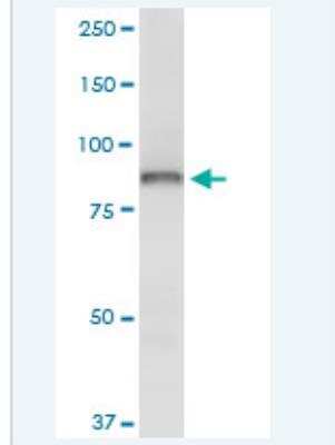 Western Blot: OSBP1 Antibody (5A3) [H00005007-M01-100ug]