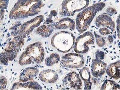 Immunohistochemistry: OSBP1 Antibody (OTI1F2) - Azide and BSA Free [NBP2-73152]
