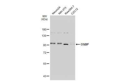 Western Blot: OSBP1 Antibody [NBP2-15056]