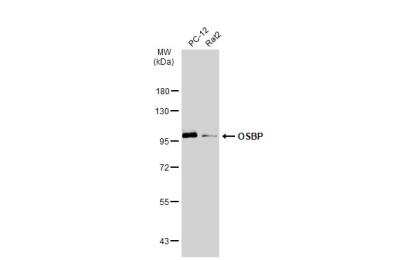 Western Blot: OSBP1 Antibody [NBP2-15056]