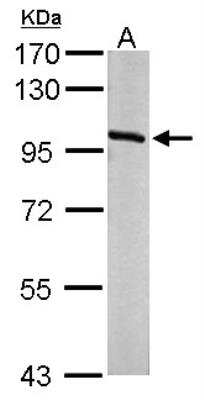 Western Blot: OSBP1 Antibody [NBP2-15057]