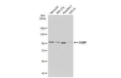 Western Blot: OSBP1 Antibody [NBP2-15057]