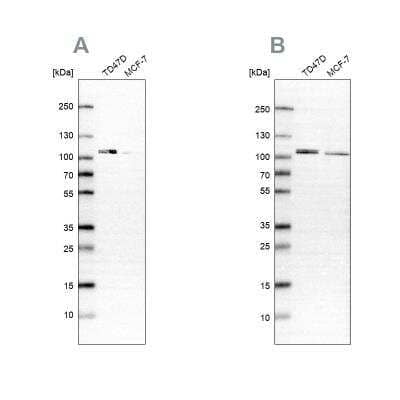 Western Blot: OSBP1 Antibody [NBP2-47342]