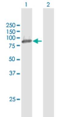 Western Blot: OSBPL10 Antibody [H00114884-D01P]