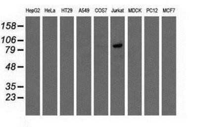 Western Blot: OSBPL11 Antibody (OTI6A6)Azide and BSA Free [NBP2-73160]