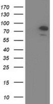 Western Blot: OSBPL11 Antibody (OTI6A6)Azide and BSA Free [NBP2-73160]