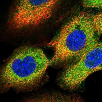 Immunocytochemistry/ Immunofluorescence: OSBPL3 Antibody [NBP2-57330]