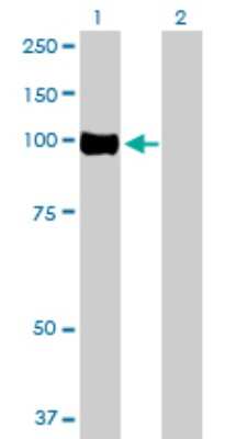 Western Blot: OSBPL3 Antibody [H00026031-B01P]